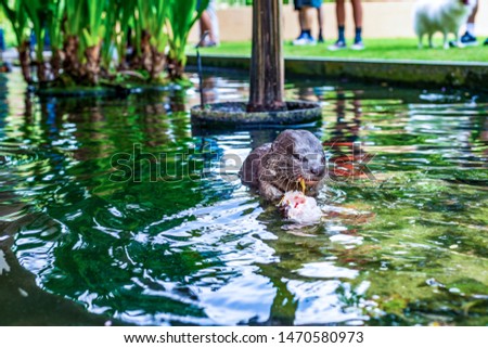 Young wild Otter eating live yellow fish in pond causing water ripple