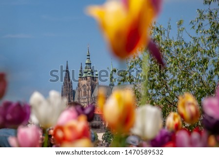 Tulip bed in spring with St. Vitus Cathedral in the background in Prague