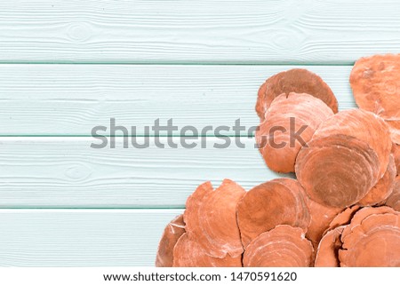 Shells for blog design on mint green wooden background top view space for text