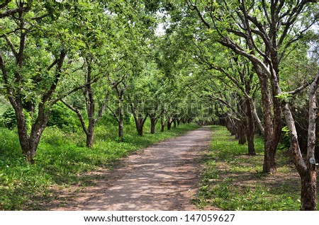 Umbrageous footpath is running away in summer orchard. Royalty-Free Stock Photo #147059627