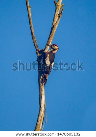 Great Spotted Woodpecker
Latin name: Dendrocopus major