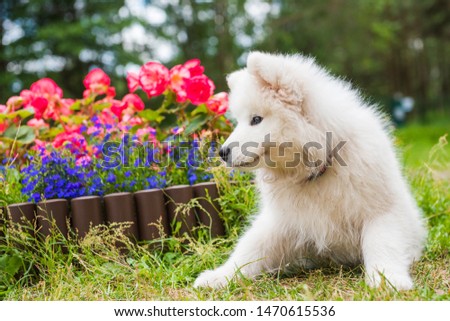Funny Samoyed puppy dog in the garden on the green grass with flowers