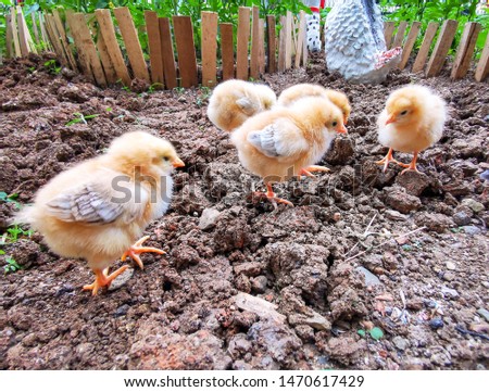 yellow and black chicks looking for food on the ground