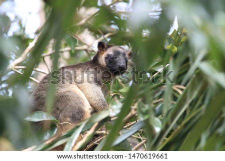 Lumholtz's tree-kangaroo (Dendrolagus lumholtzi)  rests high in a tree Queensland, Australia