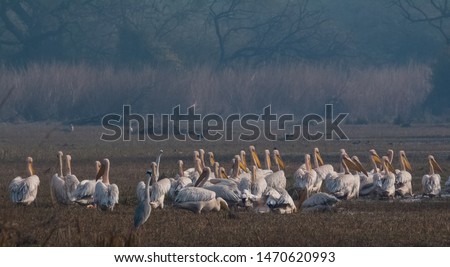 Great White Pelican in their habitat group shot at Keoladeo National Park