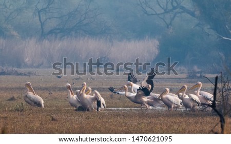 Great White Pelican in their habitat group shot at Keoladeo National Park