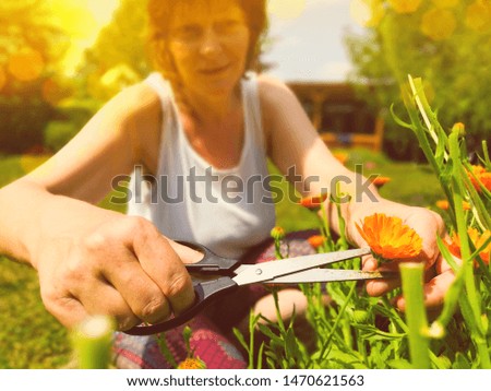 Woman cutting and harvesting orange calendula flowers with scissors. Close up of old woman's hands picking up herbs and gardening outdoor outside on a garden during sunny day.