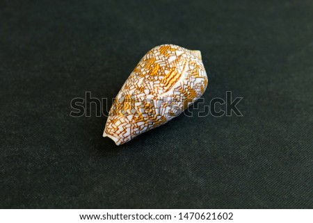                  Tessalatus cone sea shells. Seashell Comb Venus a dark background. Seashell Crest.               