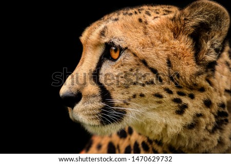 Detail cheetah on black background. Detail cheetah. Feline on the black. Very fast feline. 
fastest undomestic cat.