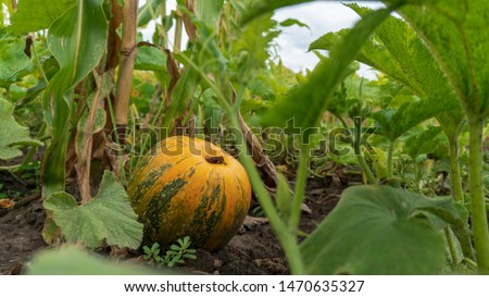 pumpkin grows on the ground