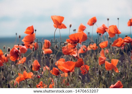 background of beautiful red poppy field. Provence, France. a poster
