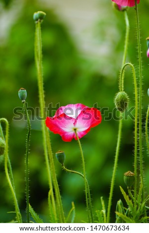 a macro closeup of a beautiful pink purple red white poppy Papaver flower with leaves against bright green garden field meadow background