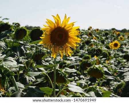 Summer, Italian countryside. Field of sunflowers, a flower in the foreground.
