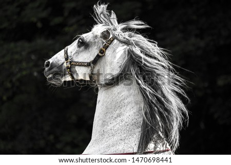 Close-up of a white horse's head with his mane in the wind
