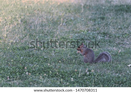 Curious and vigilant squirrel eating on grass