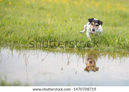 funny little dog beats with his paw on damp water over dripping wet meadow. Small jack russell terrier seven years