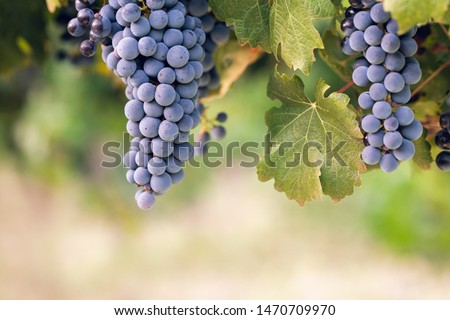 Cabernet Sauvignon grapes hang from summer vine in vineyard. Royalty-Free Stock Photo #1470709970