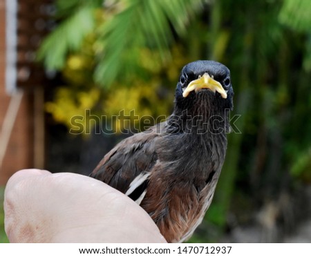 Cute little bird, brown-black-white, with yellow mouth on a blurred background