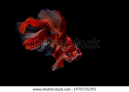 Siamese fighting fish, Nemo halfmoon isolated on black background