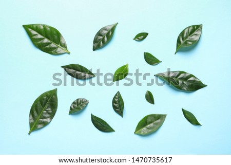 Fresh green coffee leaves on light blue background, flat lay