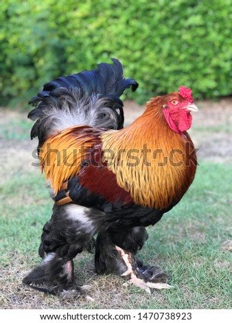 The giant rooster on natural background