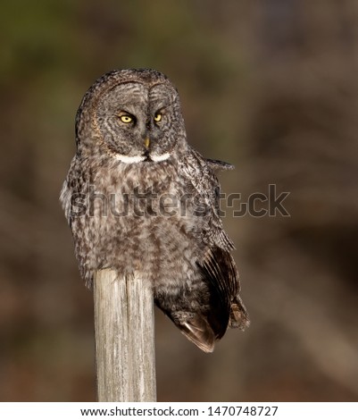 Great grey owl in the wild 