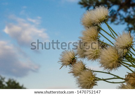 White meadow flowers against the background of the morning blue sky with clouds. Seika bottom up. Soft focus.
