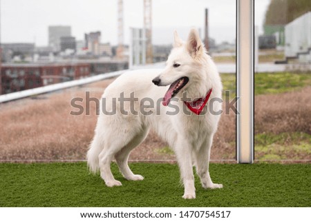 A cute fluffy white German shepherd with his tongue sticking out, looking to the left wearing a red cowboy bandana standing on the grass of the rooftop with a blurry background of a city, sunny day