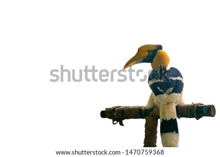 Great Hornbill on a timber isolated on white background.