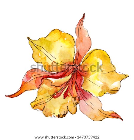 Orchid floral botanical flowers. Watercolor background illustration set