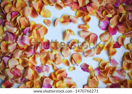 rose petals laid out on a light background. picture for postcard.