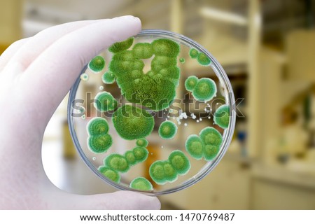 Researcher holding Petri dish with colonies of Penicillium fungi. Penicillium is a mold fungus that causes food spoilage, used in cheese production and produces antibiotic penicillin Royalty-Free Stock Photo #1470769487
