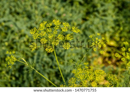 Yellow mustard flowers and plant