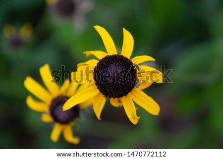 Black eyed susan with little insects