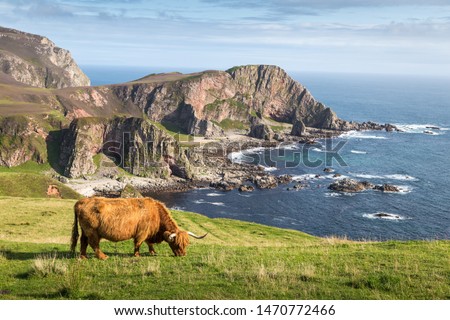 Coastline around Mull of OA with highland cattle in foreground - Islay, Inner Hebrides, Scotland Royalty-Free Stock Photo #1470772466