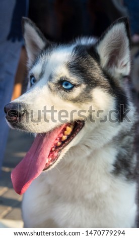 Vertical portrait of Siberian Husky dog. Outdoor