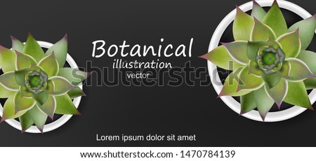 Succulents botanical card Vector realistic. Green cactus plants. dark background