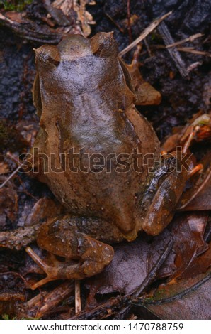 close up image of a Kinabalu Horned Frog - Xenophrys baluensis Royalty-Free Stock Photo #1470788759