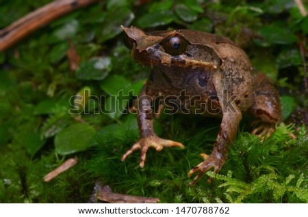 close up image of a Kinabalu Horned Frog - Xenophrys baluensis Royalty-Free Stock Photo #1470788762