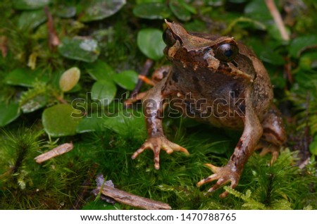 close up image of a Kinabalu Horned Frog - Xenophrys baluensis Royalty-Free Stock Photo #1470788765