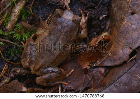 close up image of a Kinabalu Horned Frog - Xenophrys baluensis Royalty-Free Stock Photo #1470788768