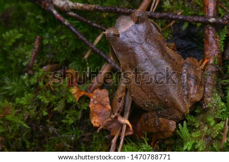 close up image of a Kinabalu Horned Frog - Xenophrys baluensis Royalty-Free Stock Photo #1470788771