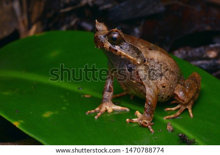 close up image of a Kinabalu Horned Frog - Xenophrys baluensis Royalty-Free Stock Photo #1470788774