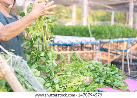 Hand of woman holding Celery Hydroponics vegetable in famrland. Royalty-Free Stock Photo #1470794579