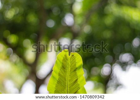 Green leaves on blurred greenery background in garden with copy space.