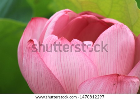 beautiful lotus flower in Izu