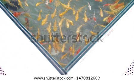 japanese koi fish in aquarium