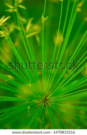 Green plant micro close-up in blast pattern
