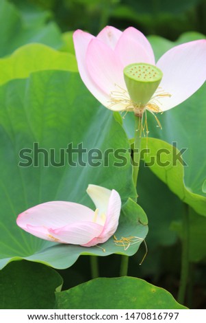 beautiful lotus flower in Izu