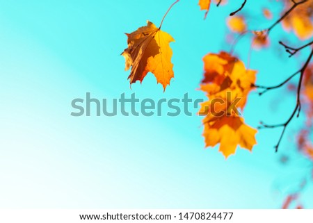 Golden autumn concept with copy space. Sunny day, warm weather. Autumn yellow leaves on blue sky background.